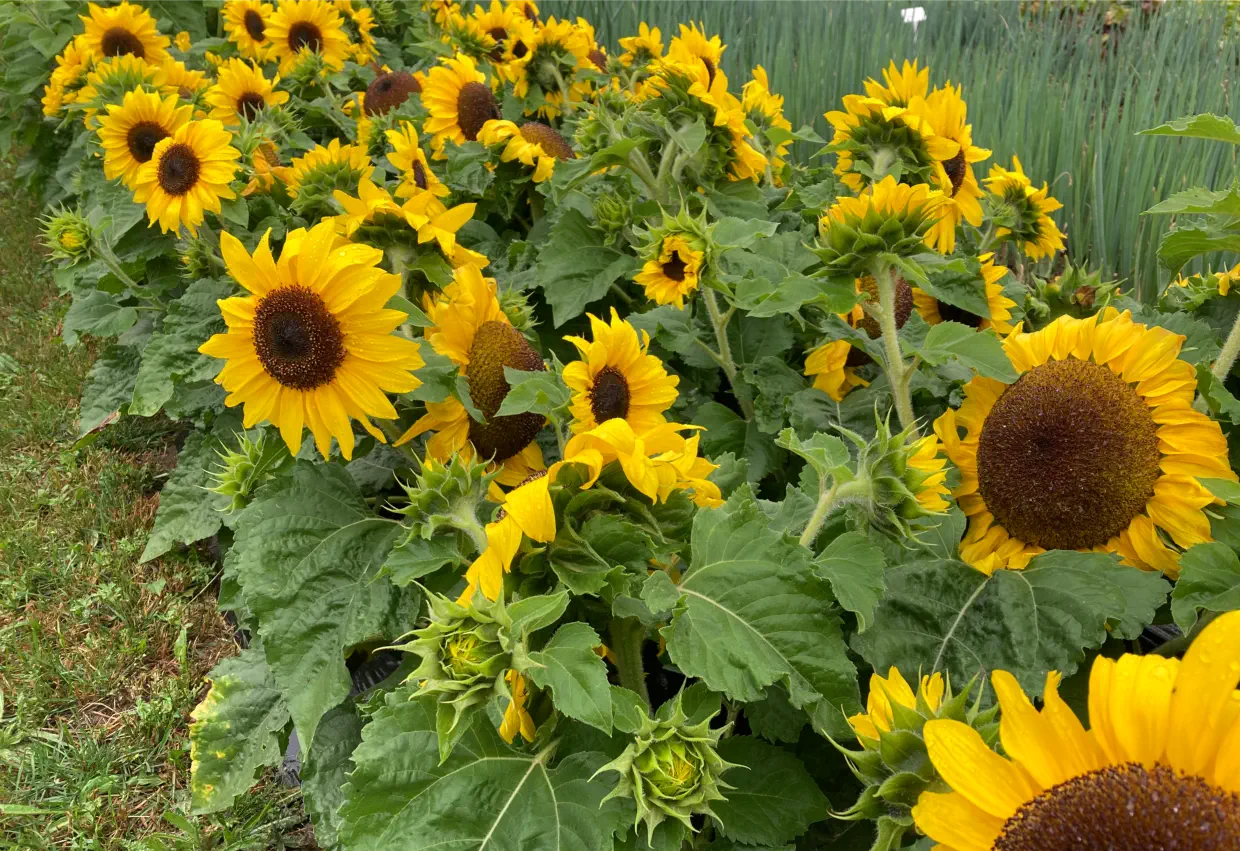 Best Dwarf Sunflowers for Pots, Tubs, and Smaller Gardens